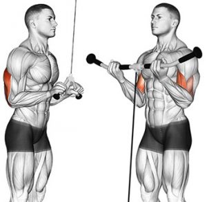 The Definitive Guide To Antagonist Superset Training How To Build