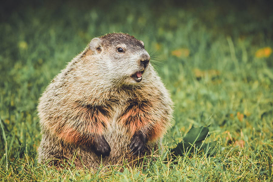 Why Fat Loss Is Like Groundhog Day - Burn The Fat Blog