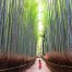 nature walking in bamboo forest