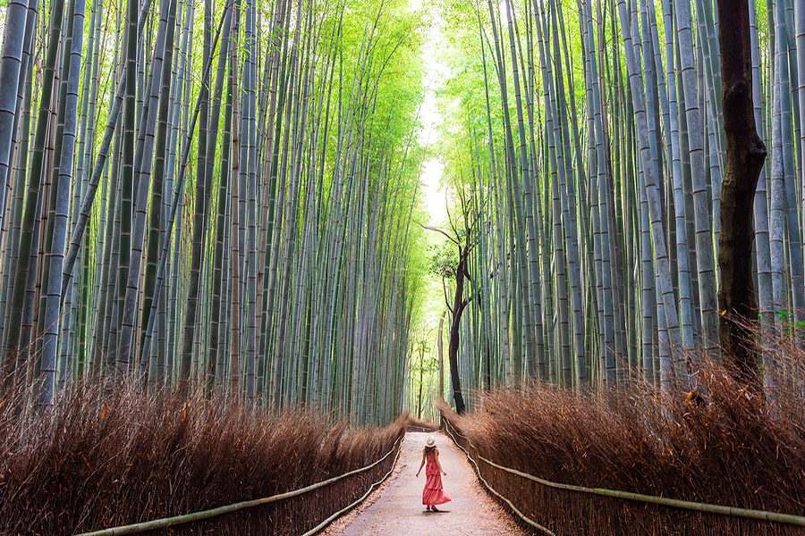 nature walking in bamboo forest